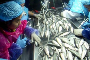 海水养殖鱼类病害防控生物制品研发与应用项目通过阶段验收