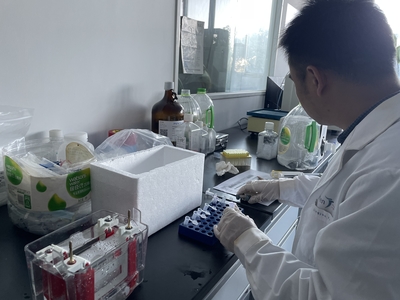 解码兔辅肌动蛋白α2（ACTN2） 从细胞骨架到疾病研究的全能分子